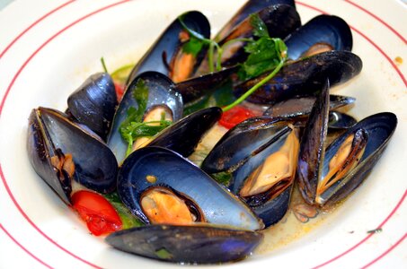 Flat salentino black mussels mollusc