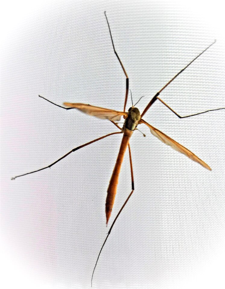 Schuster daddy longlegs pediclidae