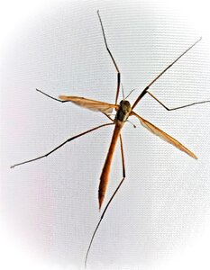 Schuster daddy longlegs pediclidae