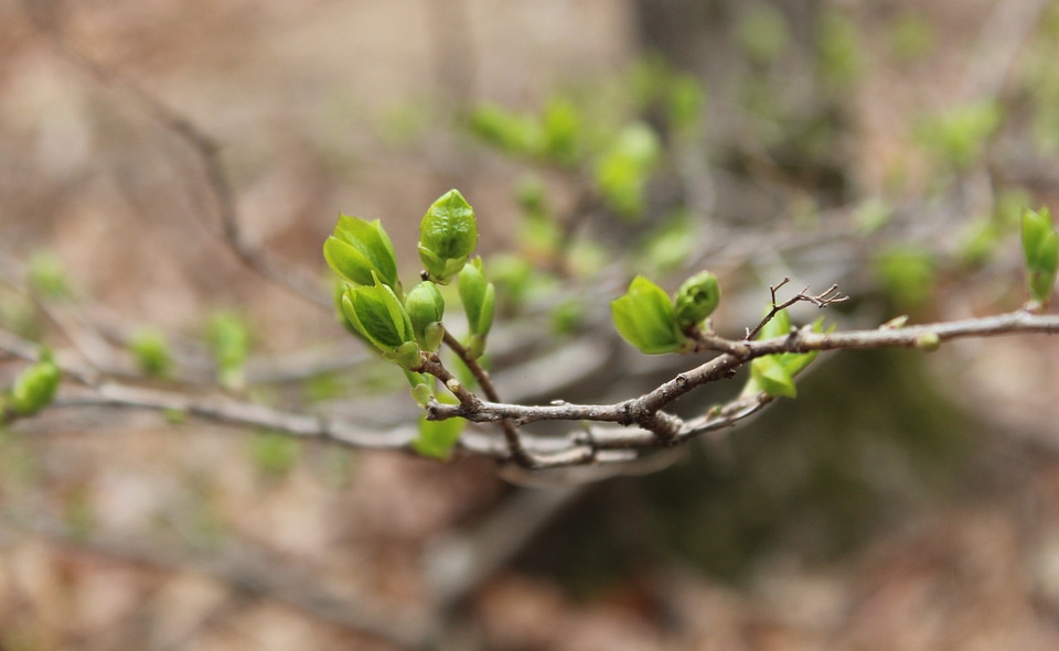 Bud spring young