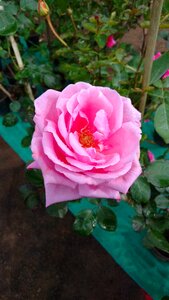 Flower plant nature
