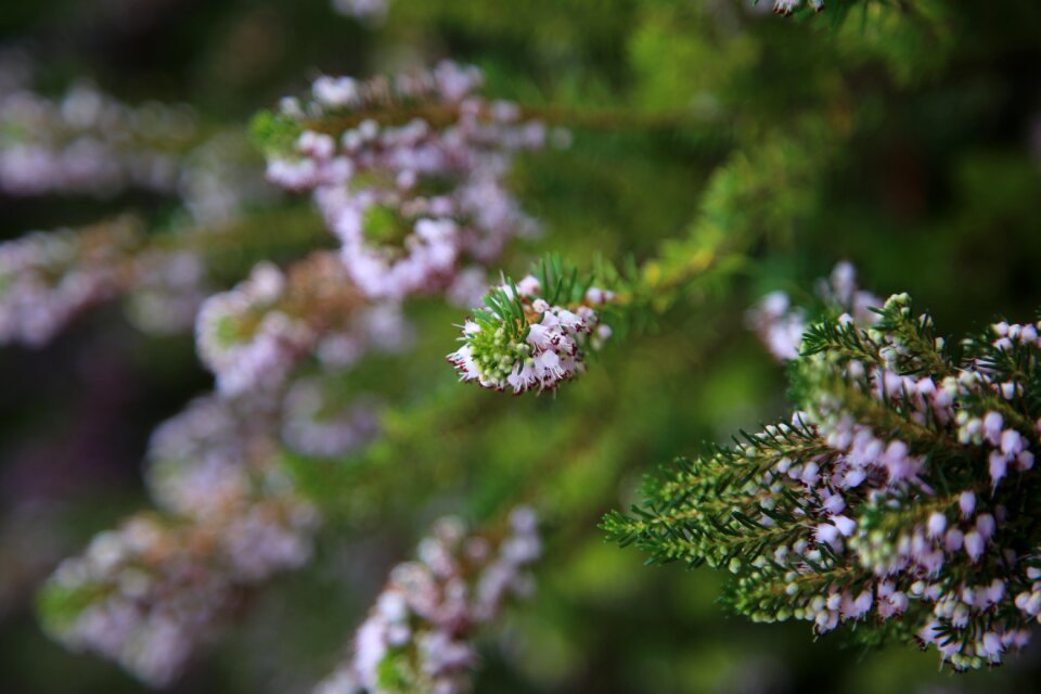 Macro green