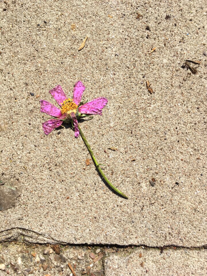Nature transience blossom