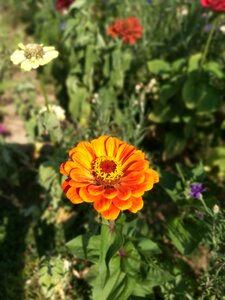 Orange gold yellow