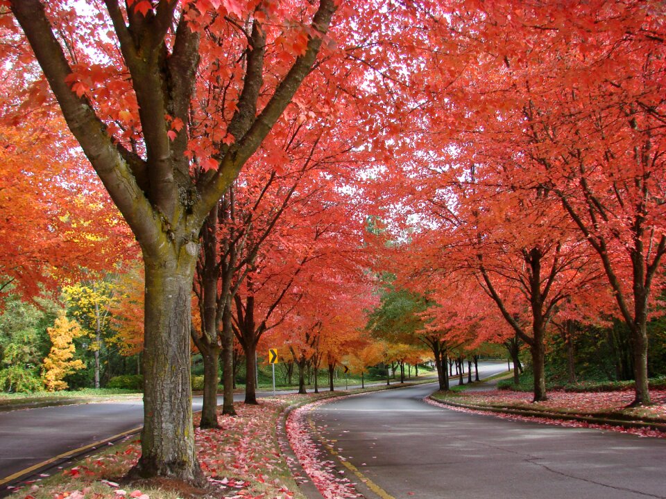 October vibrant