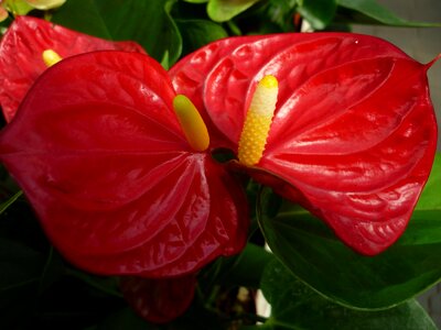 Shiny blossom bloom
