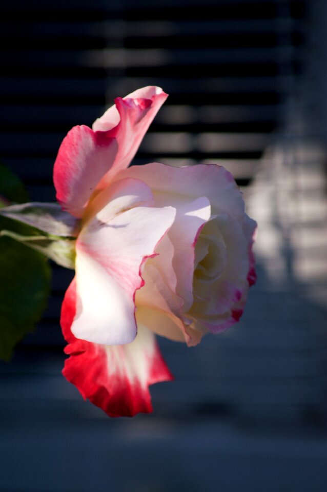 Flower red and white petals photo