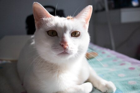 Cat white cat bed photo
