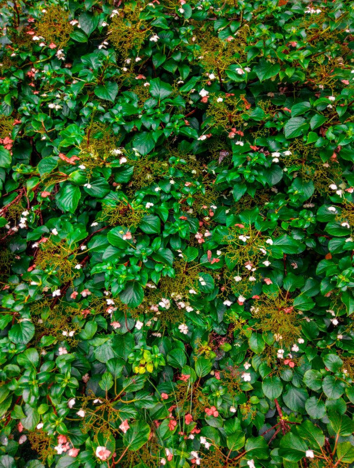 Texture leaf nature