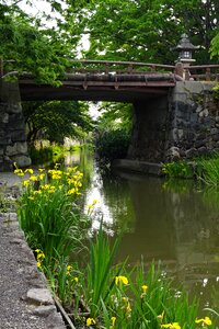 The waterside flowers yellow iris stone bridge