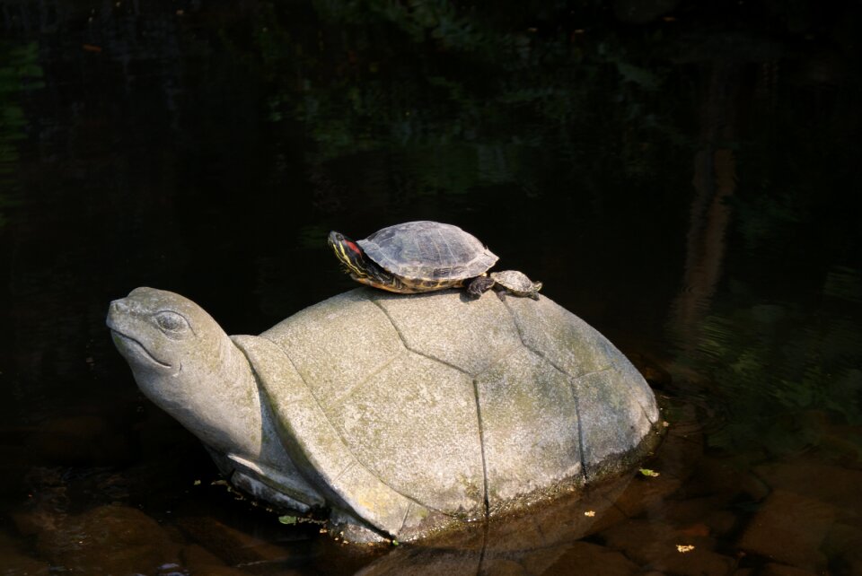 Creatures pond parent child