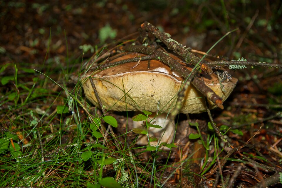 Forest undergrowth collection