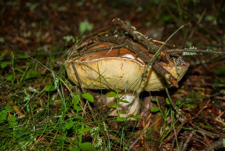 Forest undergrowth collection