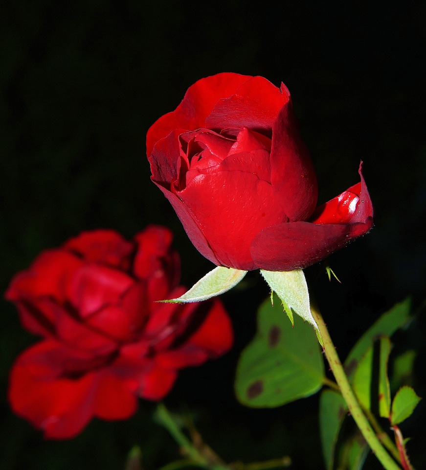 Bloom rose bloom beauty