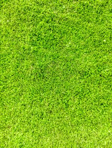 Green garden asset