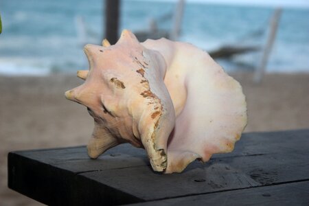 Beach seashell photo