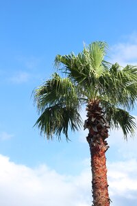 Jeju island palm trees sky photo