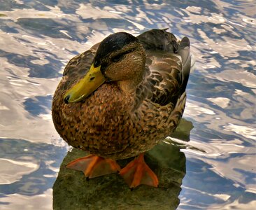 Bird animal water