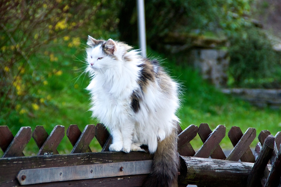 Animal profile animals