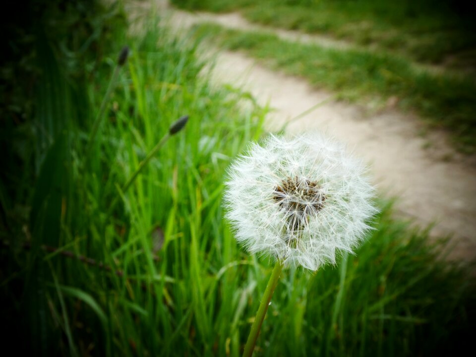 Flower nature