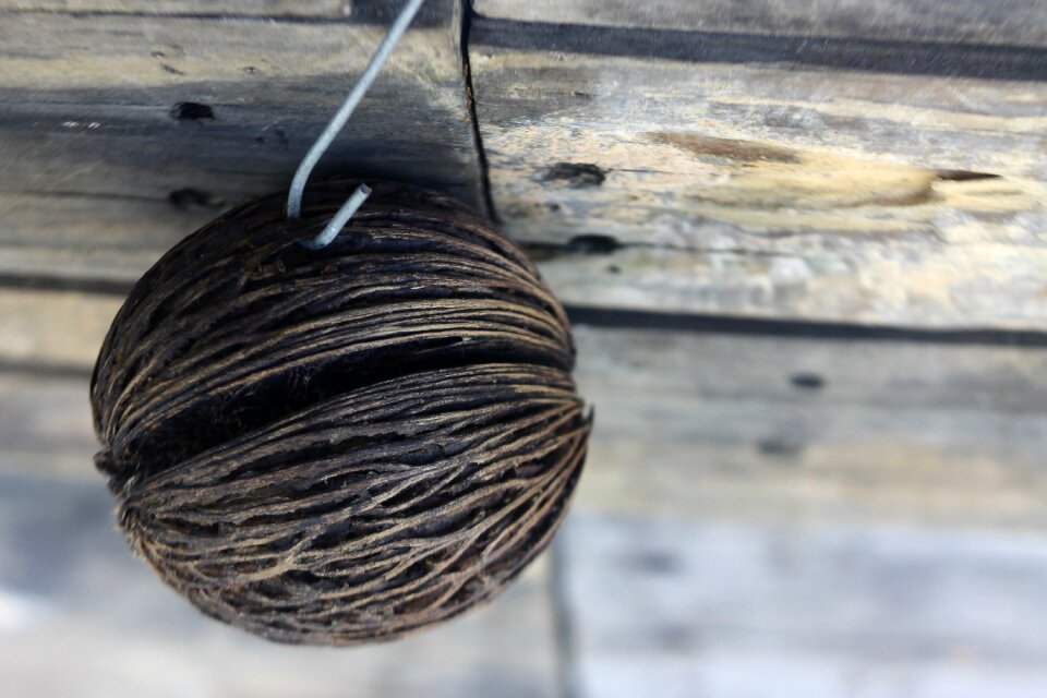 Wood decor nature plant