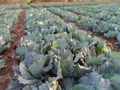 Vegetable garden grow