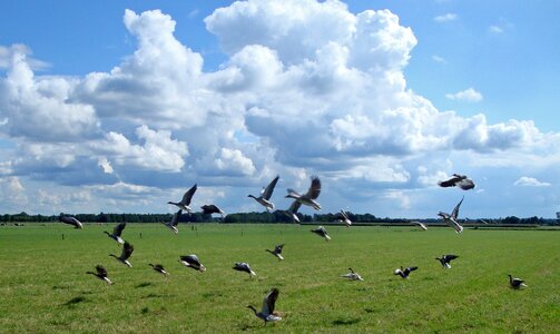 Netherlands bird animal