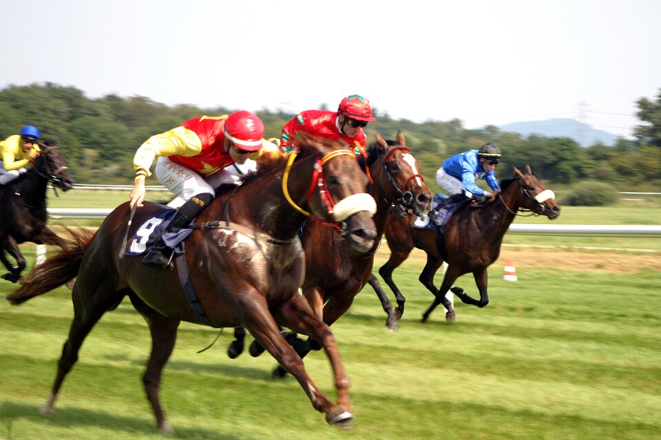 Baden baden racehorse racehorses