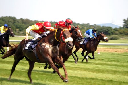 Baden baden racehorse racehorses photo