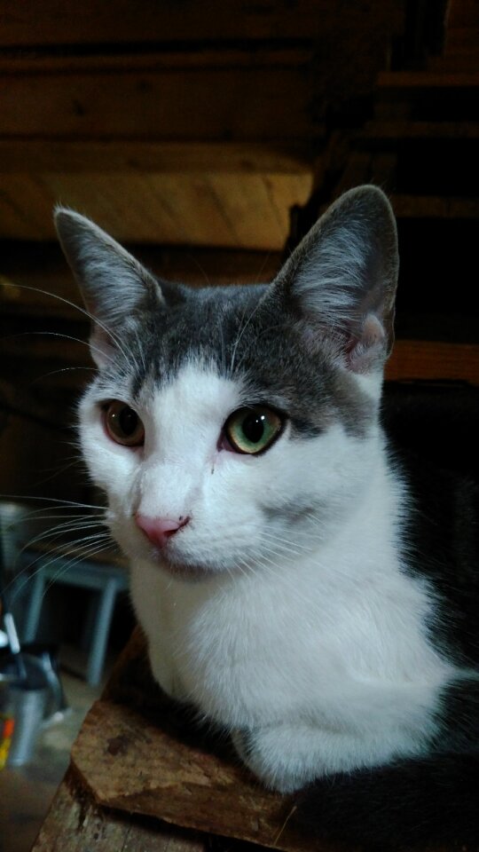 Cute cat's eyes pretty
