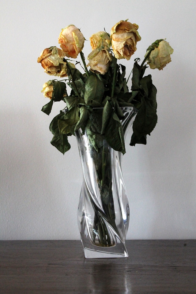 Flowers rose leaves