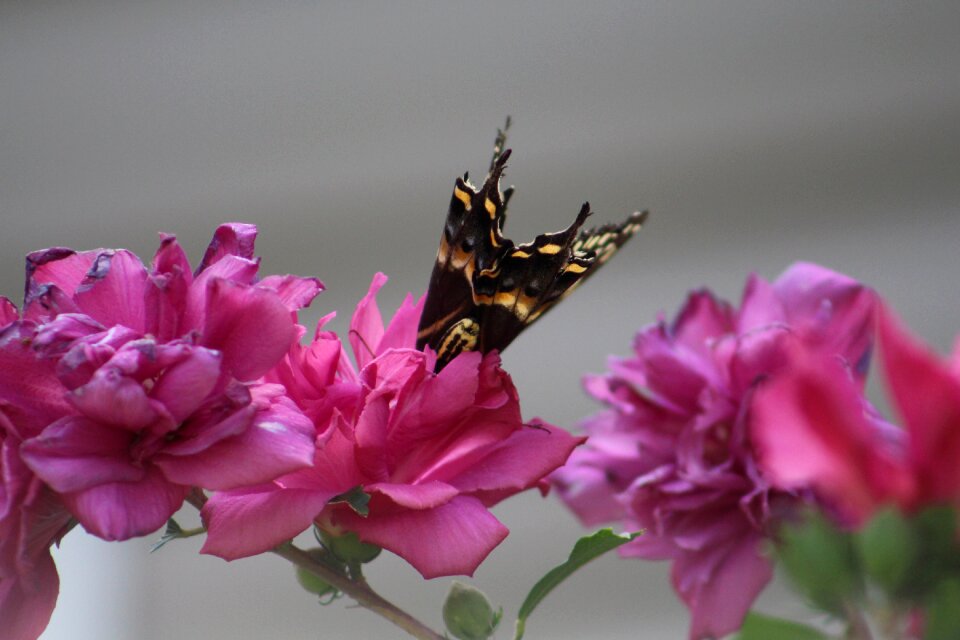 Summer gray butterfly