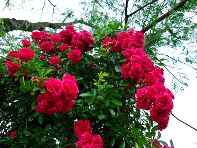 Roses red many