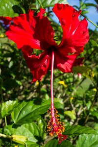 Borneo tropical bloom