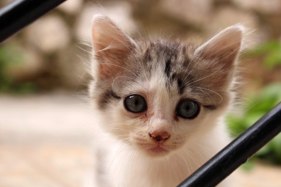 Cat face feline look look