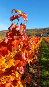 Winery grape harvest photo