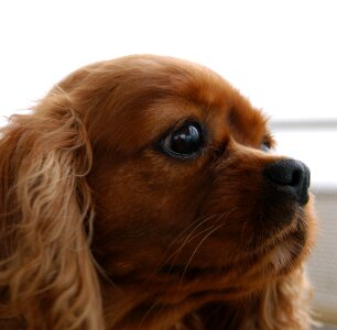Spaniel dog animal photo