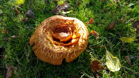 Autumn fransig disc fungus photo