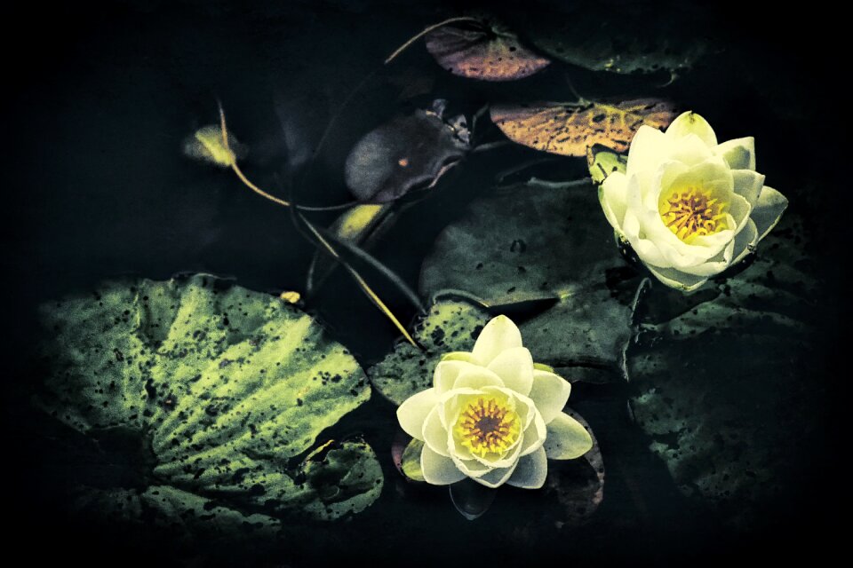 Water lilies å water