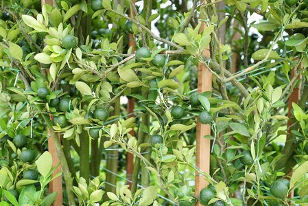 Plant nursery retail nurseries malaysia