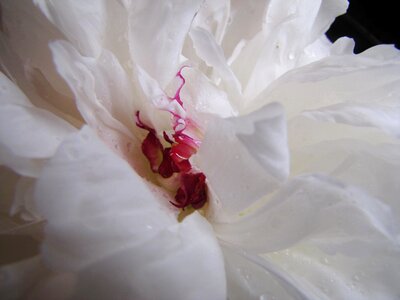 Ruffled sexy flower blossom photo