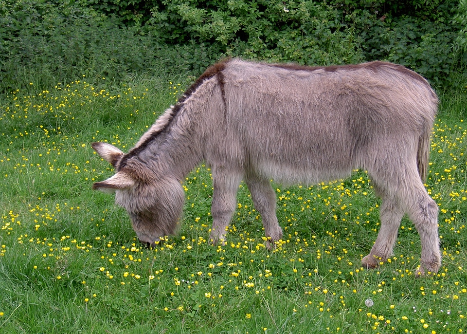 Ass equus africanus somaliensis meadow