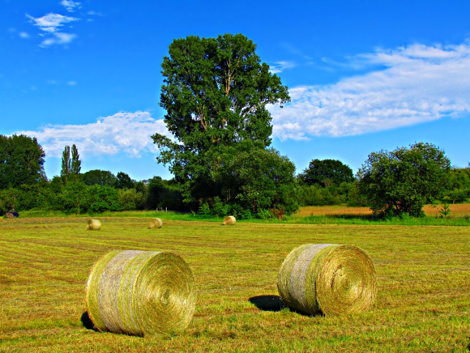 Nature landscape spring