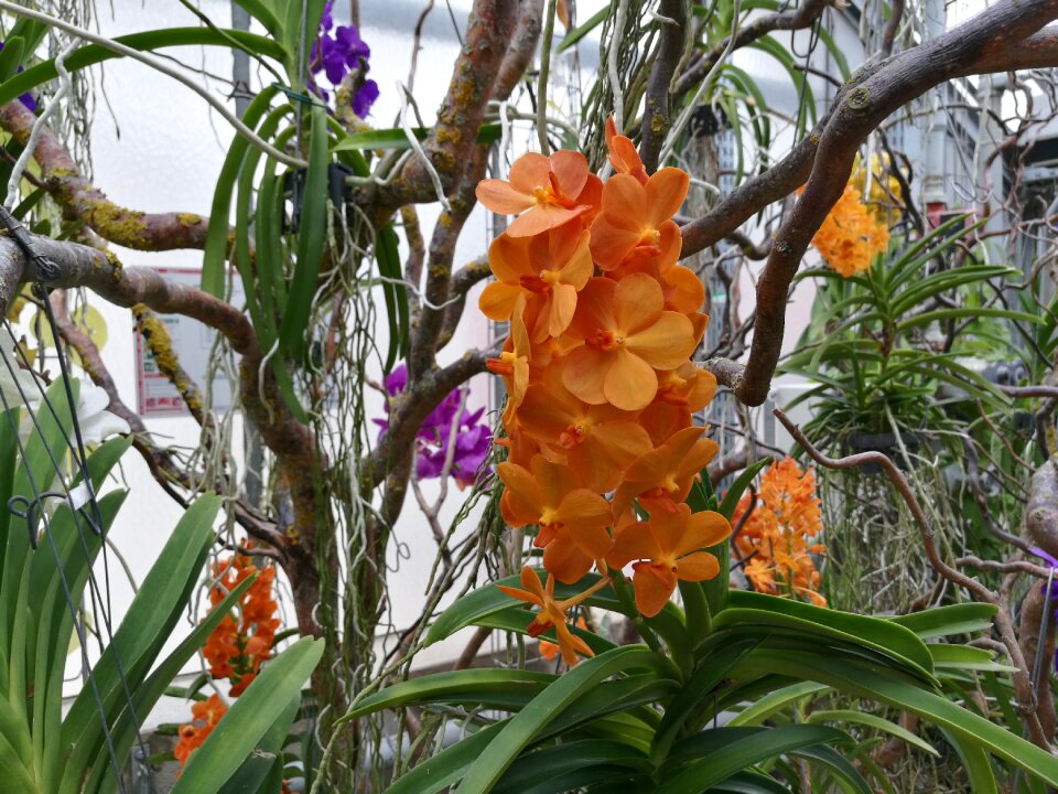 Nature bloom blossom