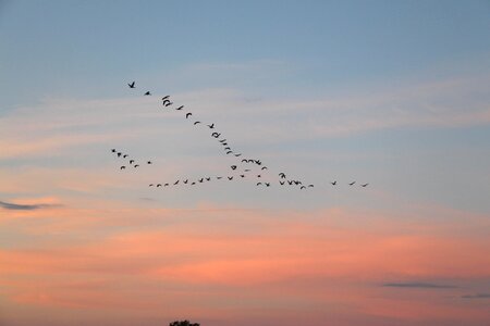 Flock of birds swarm nature photo