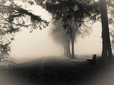 Gloomy bank trees photo