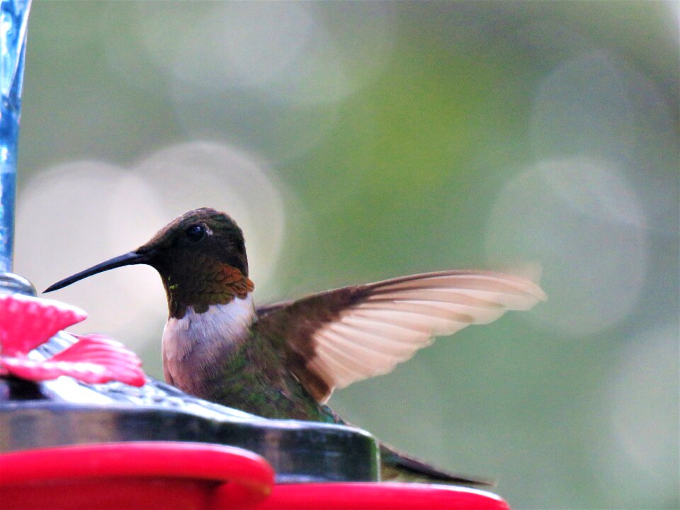 Hummingbird wildlife