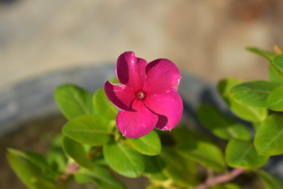 Flower sadabahar nature