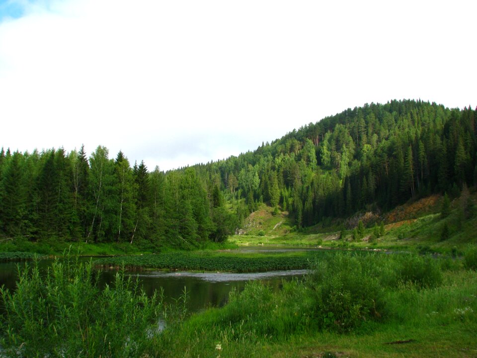 Summer landscape green