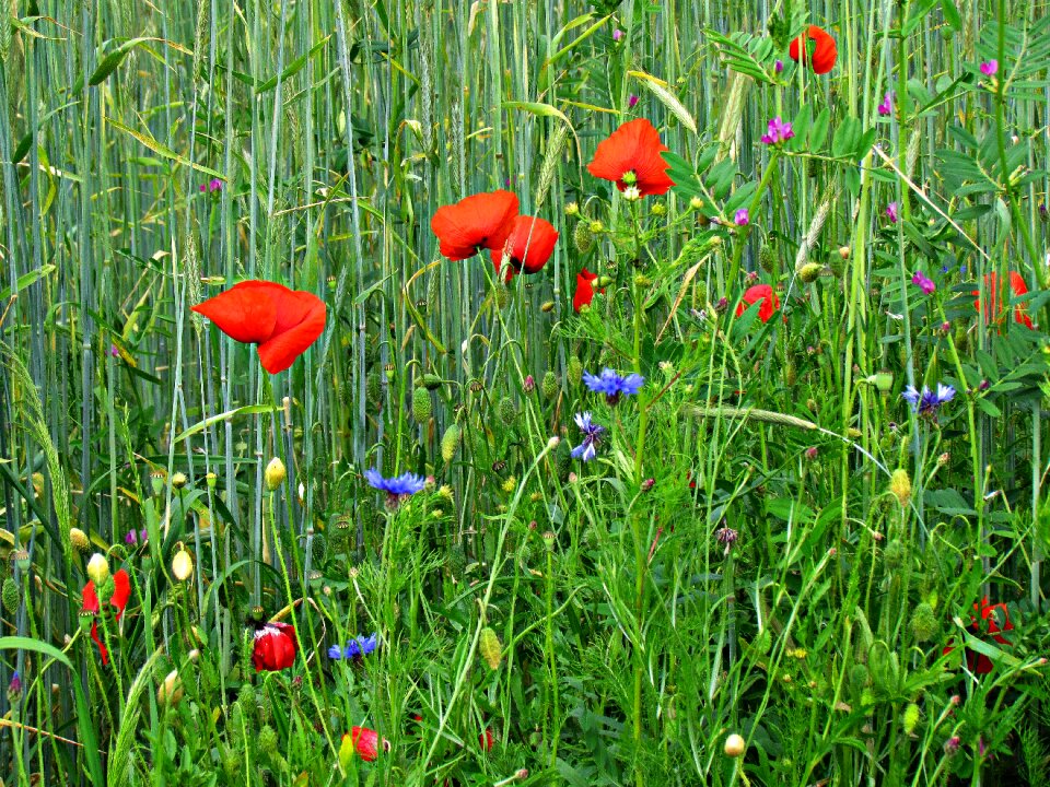 Summer nature field